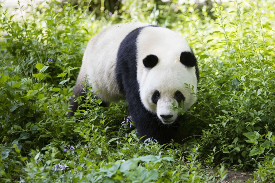 Dieren Wallgroup | Panda In De Natuur Fotobehang