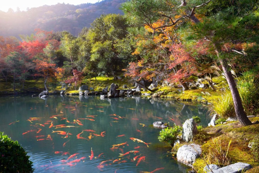 Natuur Wallgroup | Vijver Met Tropische Vissen In Japan Fotobehang