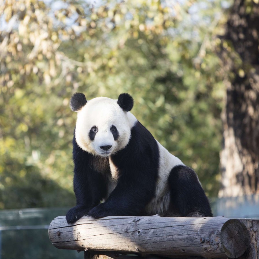 Dieren Wallgroup | Panda Op Een Houten Balk Fotobehang