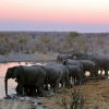 Dieren Wallgroup | Olifanten Langs Het Water Fotobehang