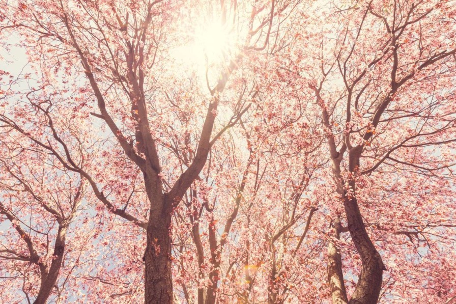 Natuur Wallgroup | Boom Bloesem Met Zon Op Achtergrond Fotobehang