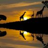 Landschap Wallgroup | Zonsondergang In Een Tropisch Gebied Fotobehang