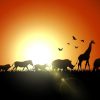 Dieren Wallgroup | Zonsondergang In Madagaskar Design Fotobehang