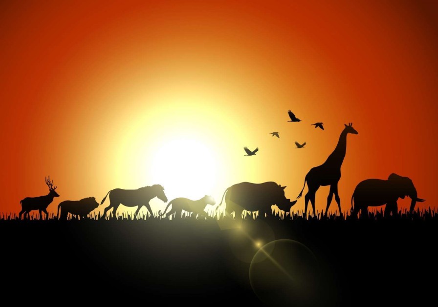 Dieren Wallgroup | Zonsondergang In Madagaskar Design Fotobehang