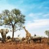 Dieren Wallgroup | Dieren In Een Droog Landschap Fotobehang