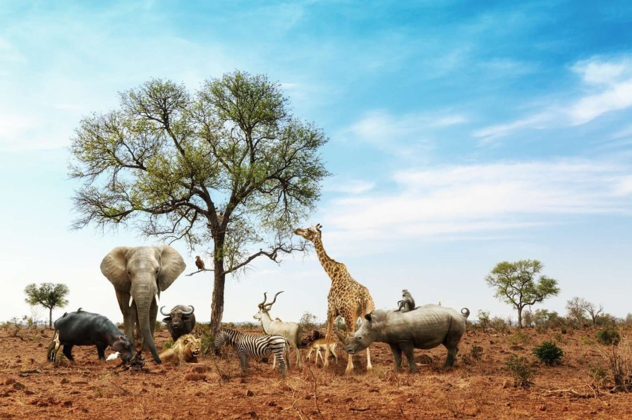 Dieren Wallgroup | Dieren In Een Droog Landschap Fotobehang