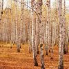 Natuur Wallgroup | Berkenbomen In De Herfst Fotobehang