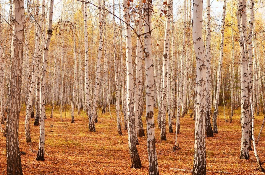 Natuur Wallgroup | Berkenbomen In De Herfst Fotobehang