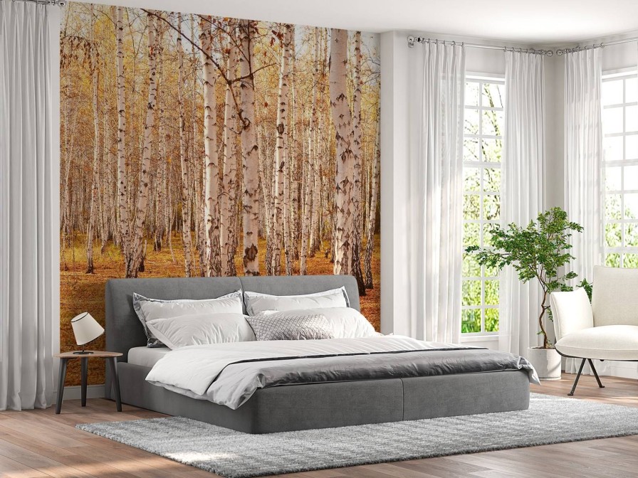 Natuur Wallgroup | Berkenbomen In De Herfst Fotobehang