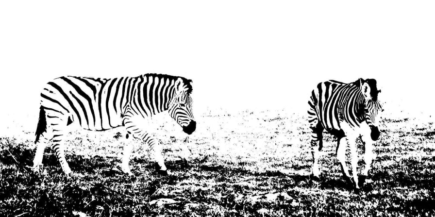 Dieren Wallgroup | Zebra'S In De Weide Design Fotobehang