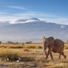 Dieren Wallgroup | Afrikaanse Olifant In Een Grasland Fotobehang