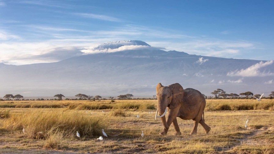 Dieren Wallgroup | Afrikaanse Olifant In Een Grasland Fotobehang