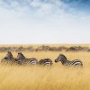 Dieren Wallgroup | Kudde Zebra'S In Kenia Fotobehang