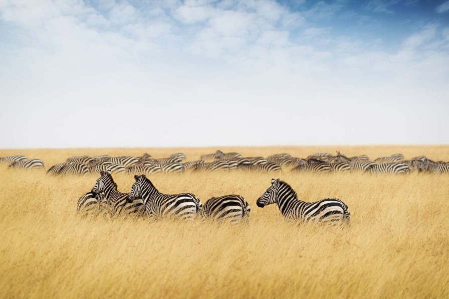 Dieren Wallgroup | Kudde Zebra'S In Kenia Fotobehang