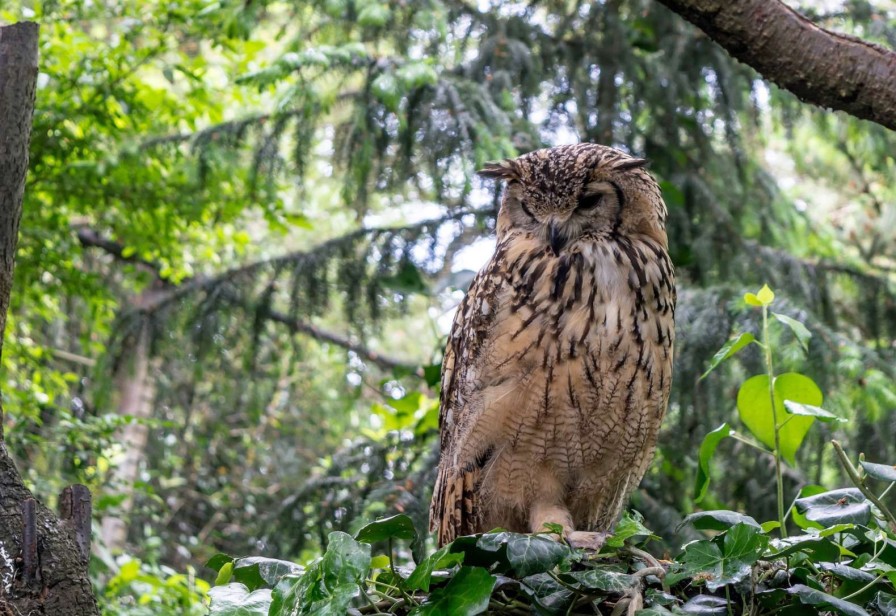 Landschap Wallgroup | Indiase Oehoe In Het Wild Fotobehang