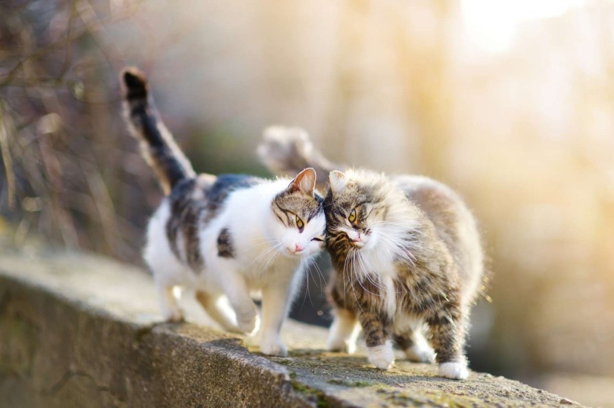 Dieren Wallgroup | Twee Schattige Katjes Fotobehang