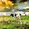 Dieren Wallgroup | Koe Tijdens Zonsondergang Fotobehang