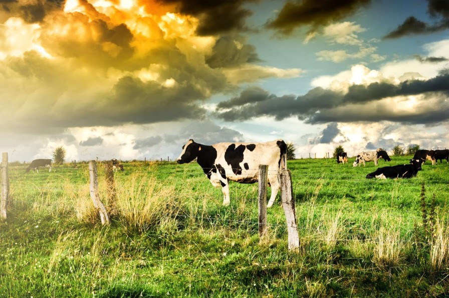 Dieren Wallgroup | Koe Tijdens Zonsondergang Fotobehang