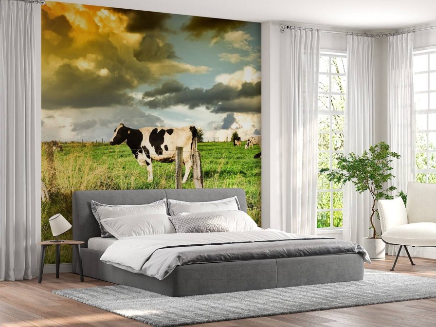 Dieren Wallgroup | Koe Tijdens Zonsondergang Fotobehang