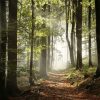 Natuur Wallgroup | Mistig Bos In De Herfst Fotobehang