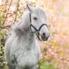 Natuur Wallgroup | Wit Paard Met Bloesem In Lente Fotobehang