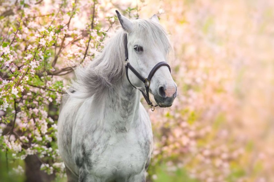 Natuur Wallgroup | Wit Paard Met Bloesem In Lente Fotobehang