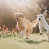 Dieren Wallgroup | Honden In Een Parkje Fotobehang