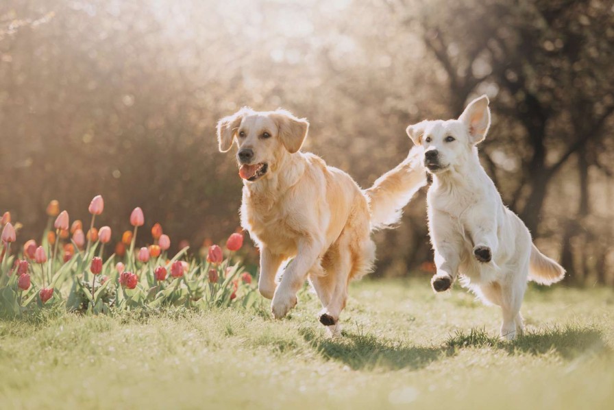 Dieren Wallgroup | Honden In Een Parkje Fotobehang