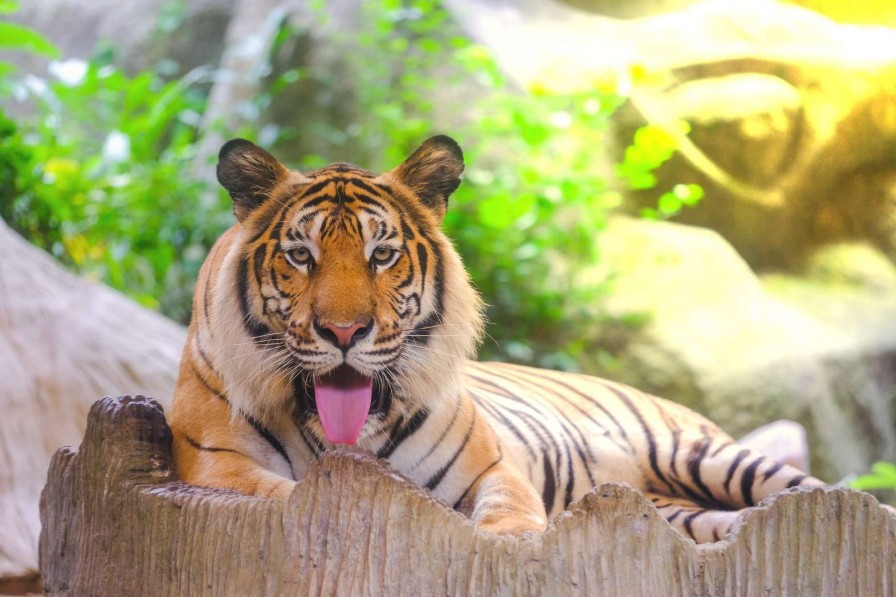 Landschap Wallgroup | Siberische Tijger Steekt Tong Uit Fotobehang