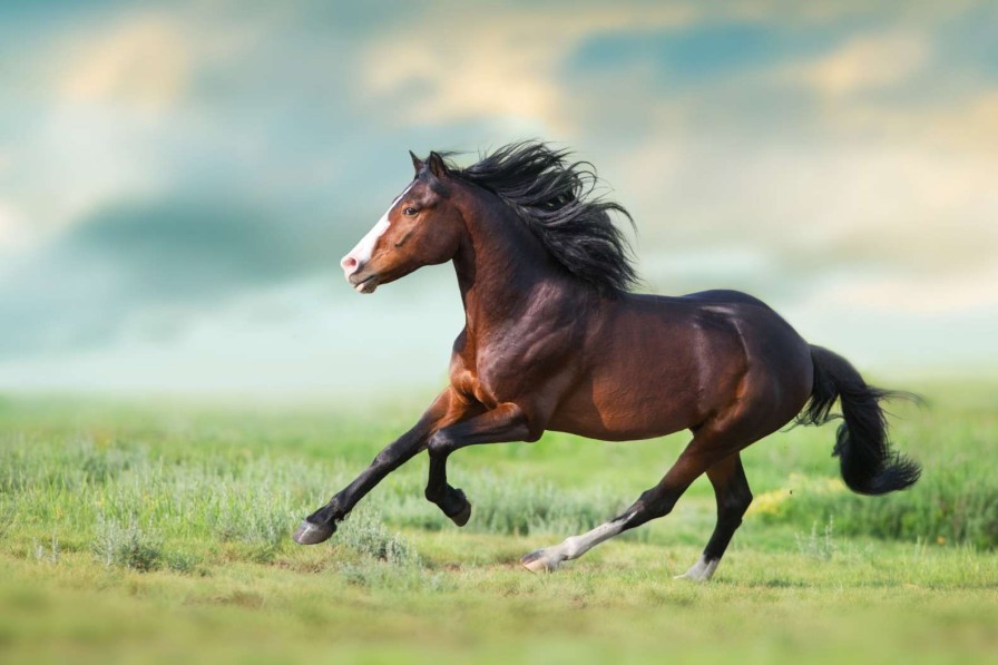 Dieren Wallgroup | Paard Aan Het Rennen Fotobehang