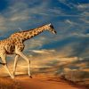 Landschap Wallgroup | Giraffe In Zuid-Afrika Lopend Op Zand Fotobehang