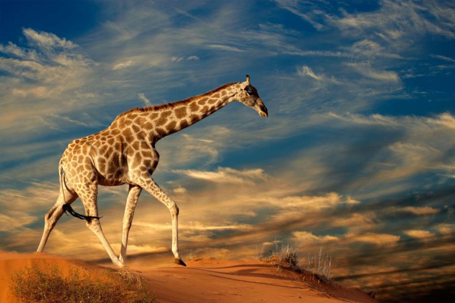 Landschap Wallgroup | Giraffe In Zuid-Afrika Lopend Op Zand Fotobehang