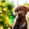 Dieren Wallgroup | Bruine Labrador Met Een Wazige Achtergrond Fotobehang