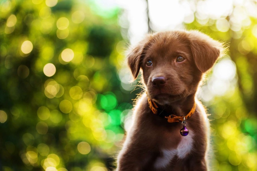 Dieren Wallgroup | Bruine Labrador Met Een Wazige Achtergrond Fotobehang