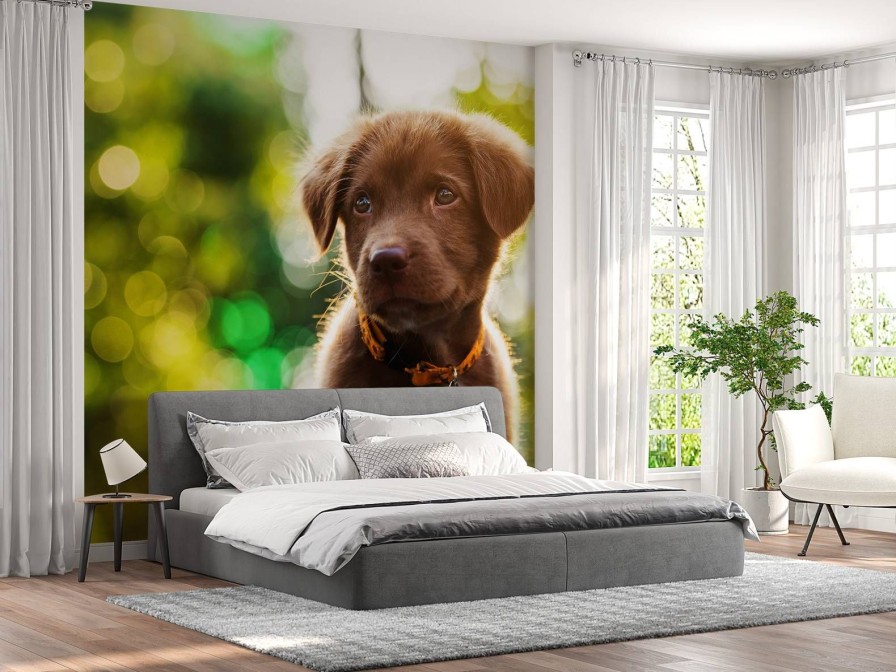 Dieren Wallgroup | Bruine Labrador Met Een Wazige Achtergrond Fotobehang