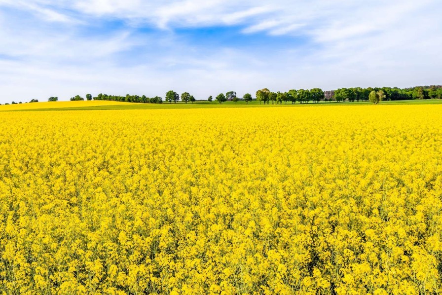 Natuur Wallgroup | Gele Koolzaadvelden Fotobehang