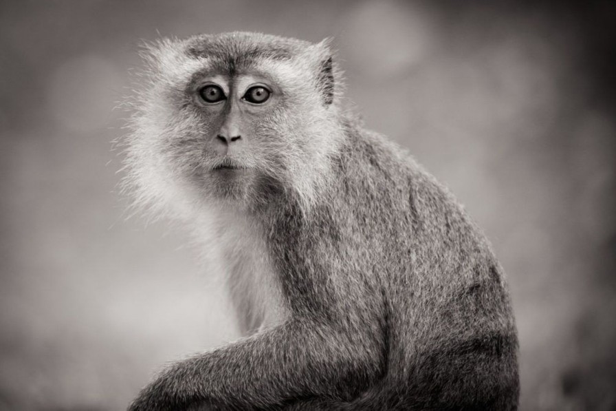 Dieren Wallgroup | Schattig Aapje In Zwart-Wit Fotobehang