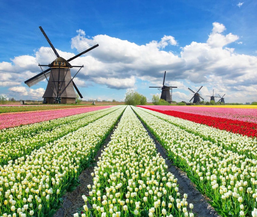 Natuur Wallgroup | Tulpenveld Onder Een Bewolkte Hemel Fotobehang