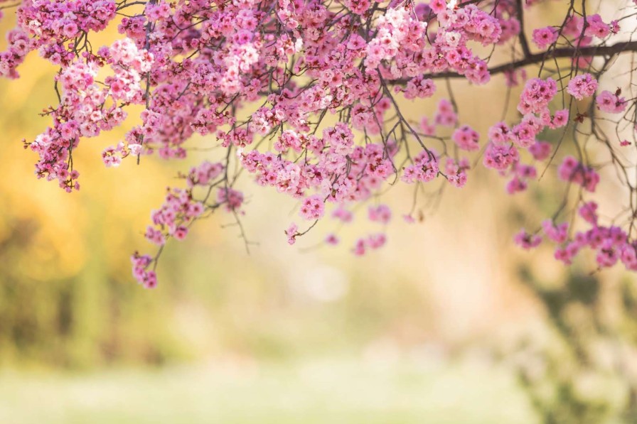 Natuur Wallgroup | Bloesem Met Wazige Achtergrond Fotobehang